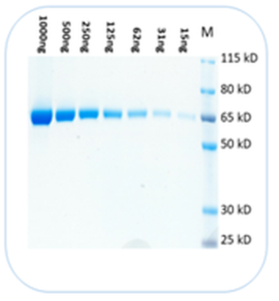 米国製プロテイン染色バッファー
